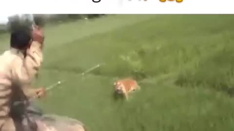 Wair of tiger