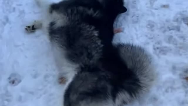 Alaskan Malamute loves rolling around in the snow.