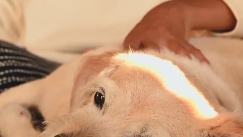lovly dog!!
