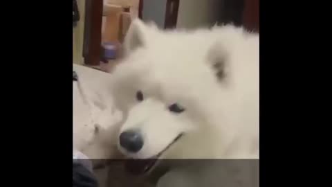 The lovely dogs, beautiful dogs