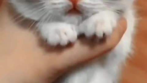The Joy of Cats and Dogs Capturing Our Hearts