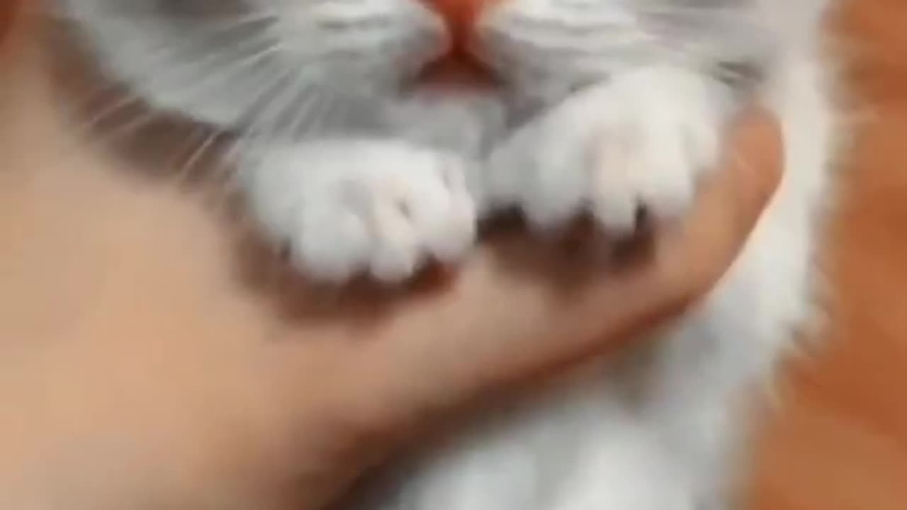 The Joy of Cats and Dogs Capturing Our Hearts