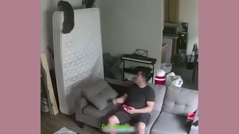 In this video animals playing with humans.