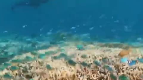 the view of the water in the dyke of the Indonesian lonbok ship