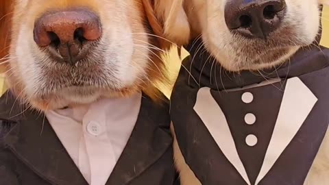 Cool doggs 😎😎😎