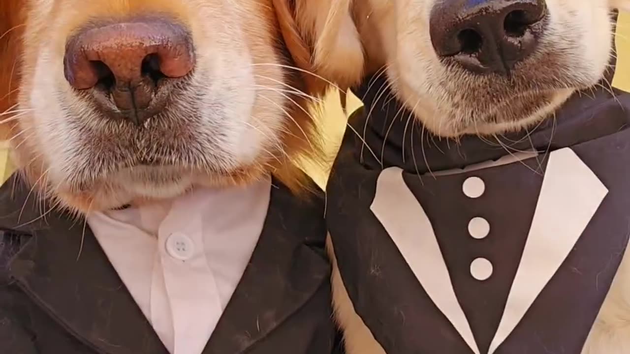 Cool doggs 😎😎😎
