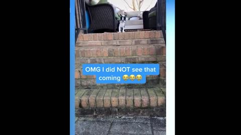 Funny dogs moment