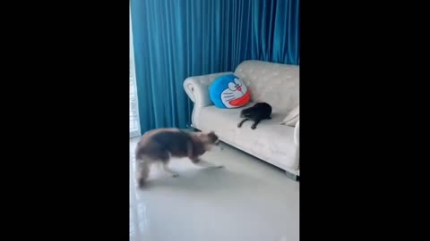 Funny videos _ funny pets animals videos 😅😅😇🐈