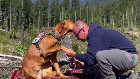 Man Uses Honey to Distract Dog During Nail Trim
