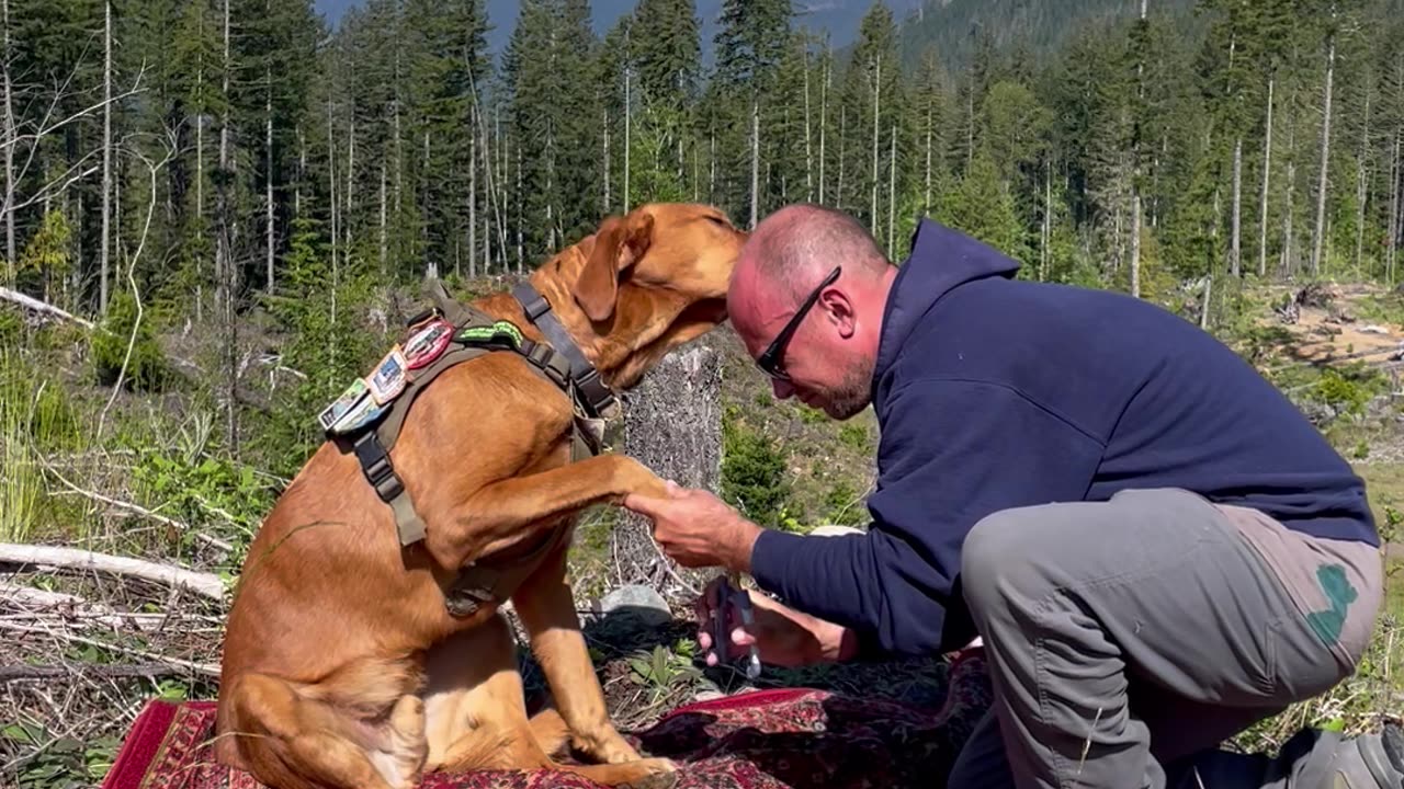 Man Uses Honey to Distract Dog During Nail Trim