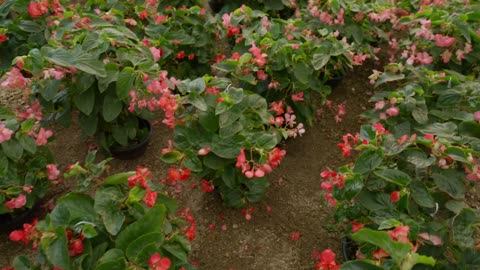 Blooming Delights: Exploring Small Flowering Plants in a Nursery