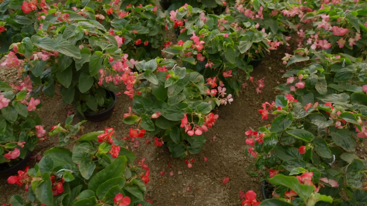 Blooming Delights: Exploring Small Flowering Plants in a Nursery