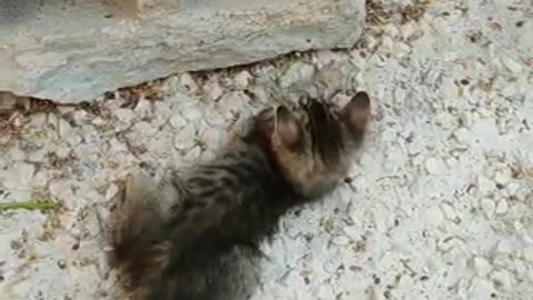 funny cat