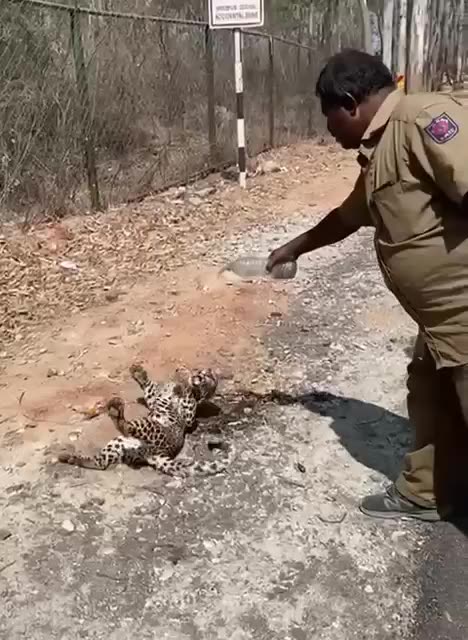 Leopard’s Leap! Don’t mess with the wildlife! #injured #cub #urban