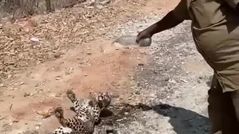 Leopard’s Leap! Don’t mess with the wildlife! #injured #cub #urban
