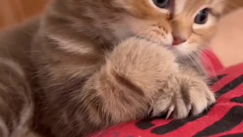 Funny cats video