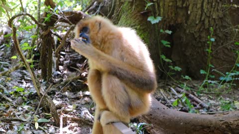 Monkey eating foods