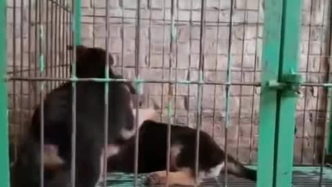 the dog always sleep early