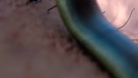 How Leeches Suck Your Blood#healthtips #leeches