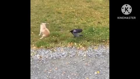 Dog funny videos