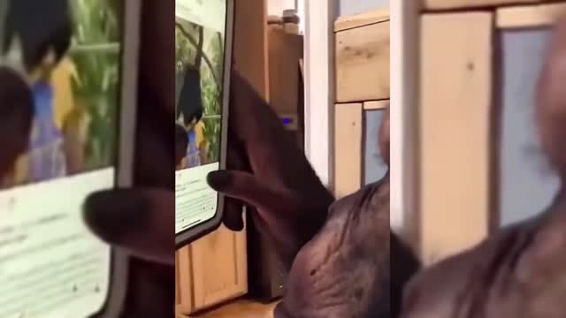 Orangutans watch short videos themselves?