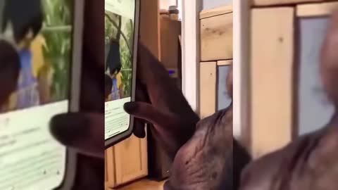Orangutans watch short videos themselves?