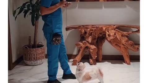 Dog training not to attack cats