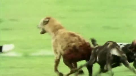 Wild Dogs Leave Hyena with Sore Backside 🐾👀😨