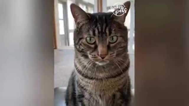 Funny Cute Cats and Dogs