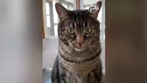 Funny Cute Cats and Dogs