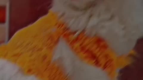 Cute and funny cat video.