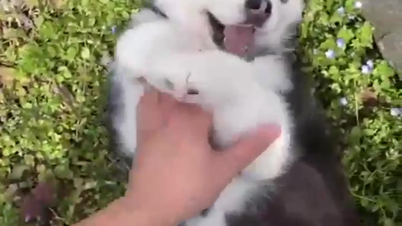 Cute little husky. Playing with its friends in the garden. Looking in the mirror. So cute