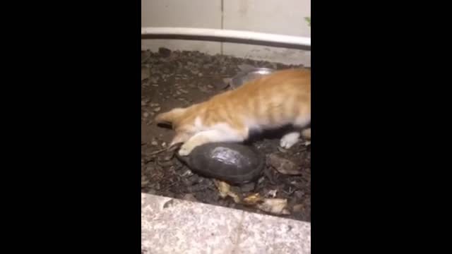 Friendship of a turtle and a cat