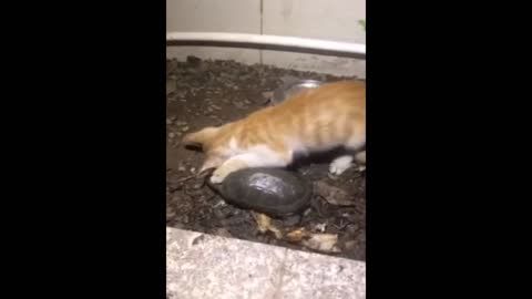 Friendship of a turtle and a cat