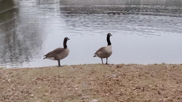 Ducks on the Pond
