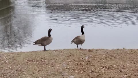 Ducks on the Pond