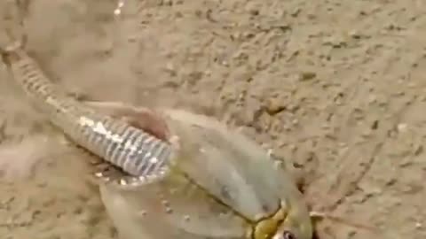 Three-eyed dinosaur shrimp