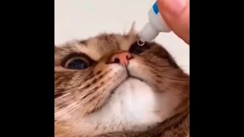 Perfect beat perfect cat