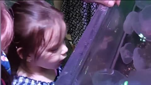 Animals and babys fun