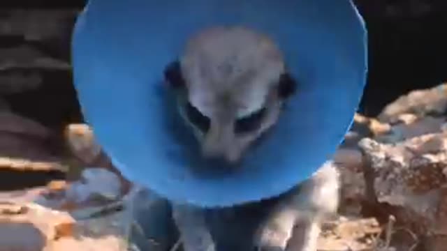 Funny video
