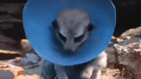 Funny video