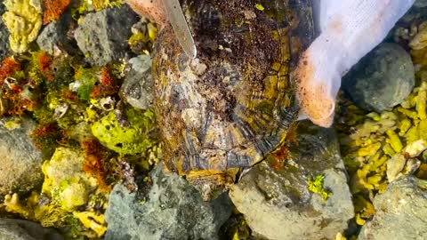Sea turtle enjoy full body refreshing service when removed barnacles and mucus cement from shell