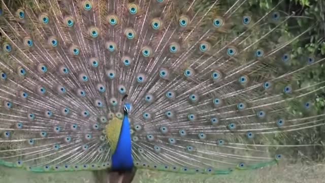 Most Beautiful Birds on Planet Earth Indian peafowl 🦚