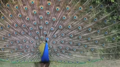 Most Beautiful Birds on Planet Earth Indian peafowl 🦚