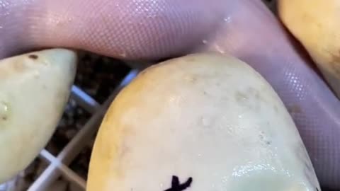 Python snake laying eggs video