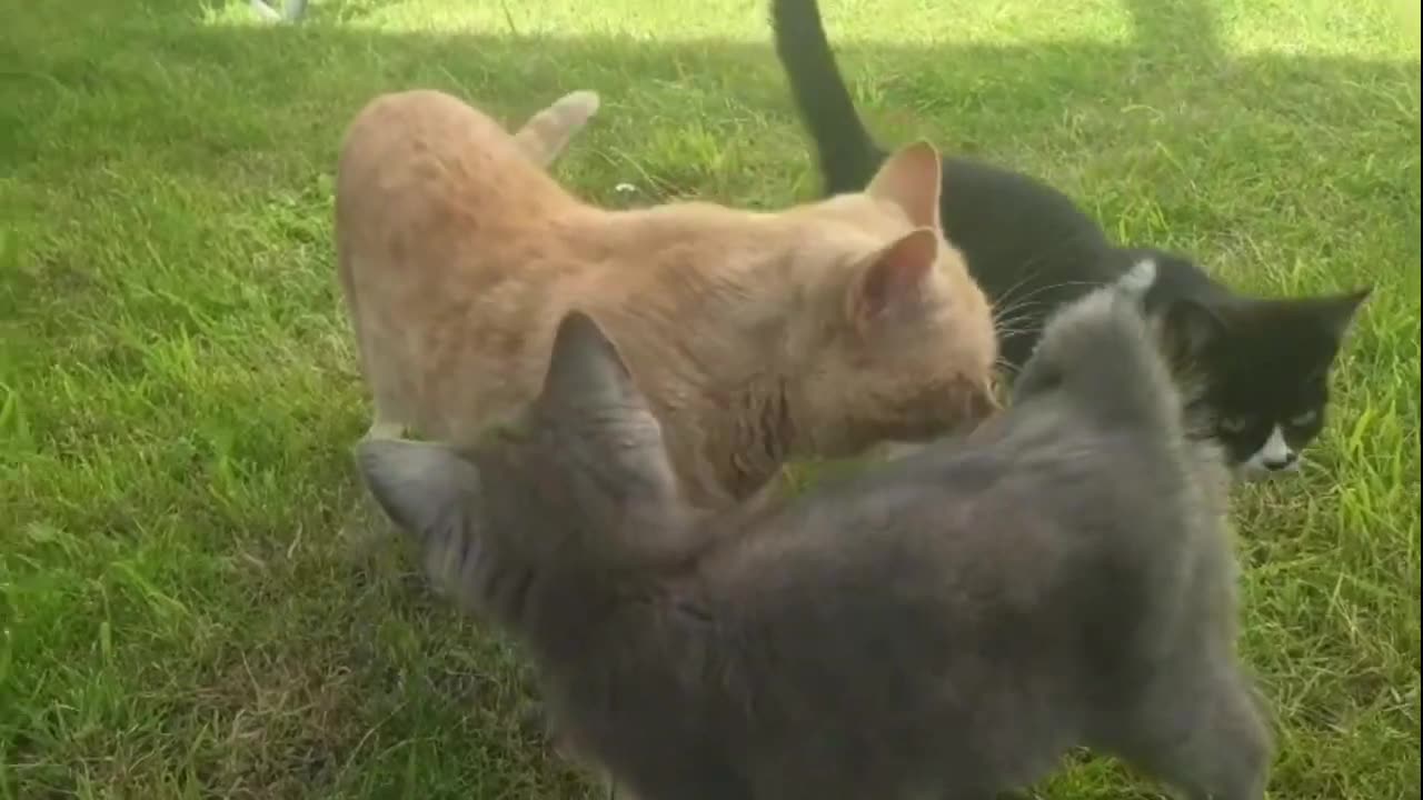 Cute and funny animals videos