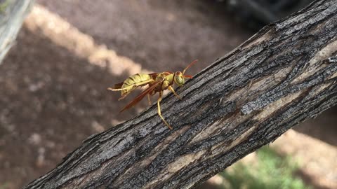 Close Up of Hornet