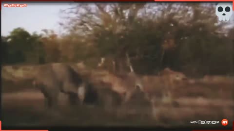 Will This Mother Be Able To Save Her White Child From The Lions??? The true story of white lion