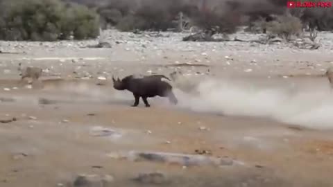 Dangerous animals