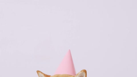Happy dog